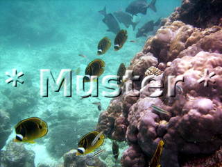 Musterbild erstellt mit Script