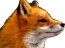 Phex.png